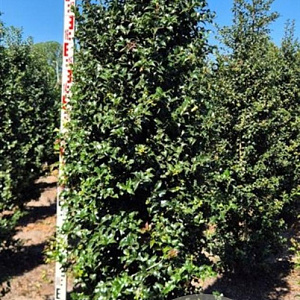 Ilex aquipernyi Dragon Lady 200-225 cm draadkluit extra