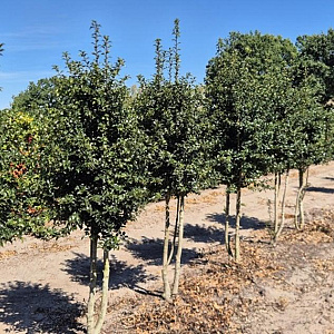 Ilex aquipernyi Dragon Lady 200-225 cm draadkluit stam