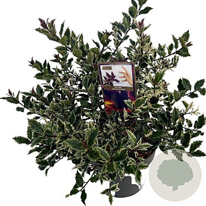 Ilex  Ingrammii 15 cm P12