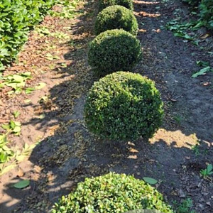 Ilex crenata 'Caroline Upright' 50 cm draadkluit bol