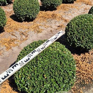 Ilex crenata 'Caroline Upright' 60 cm draadkluit bol