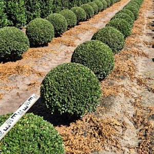 Ilex crenata 'Caroline Upright' 60 cm draadkluit bol