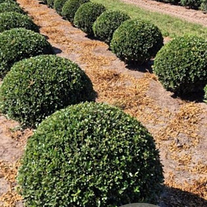 Ilex crenata 'Caroline Upright' 70 cm draadkluit bol