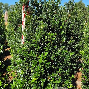 Ilex meserv. Blue Maid 175-200 cm draadkluit extra
