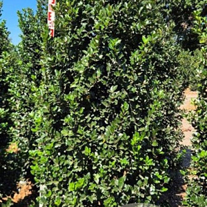 Ilex meserv. 'Blue Prince' 175-200 cm draadkluit extra