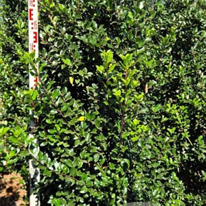 Ilex meserv. 'Blue Prince' 200-225 cm draadkluit extra