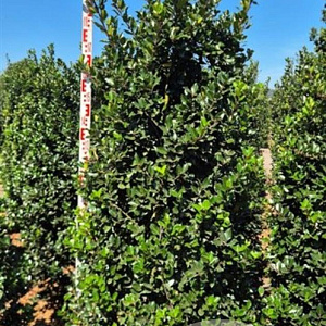 Ilex meserv. 'Blue Prince' 200-225 cm draadkluit extra
