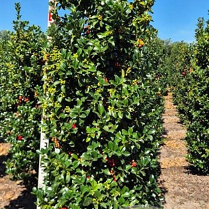 Ilex meserv. Heckenfee 175-200 cm draadkluit extra