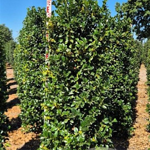 Ilex meserv. Heckenfee 175-200 cm draadkluit extra
