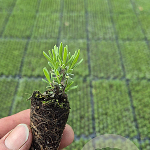 Lavandula ang. 'Hidcote' GM stektray 150 gaats