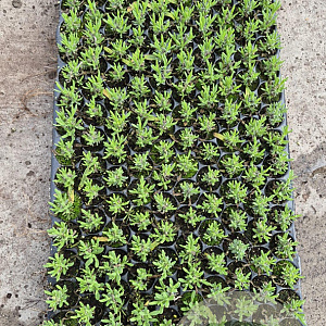 Lavandula ang. 'Hidcote' GM stektray 150 gaats