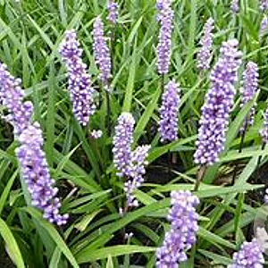Liriope muscari 'Moneymaker' GM stektray 51 gaats