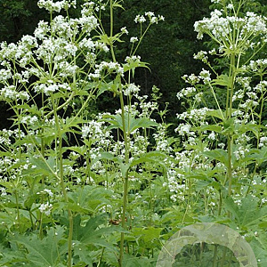 Napaea dioica GM P9