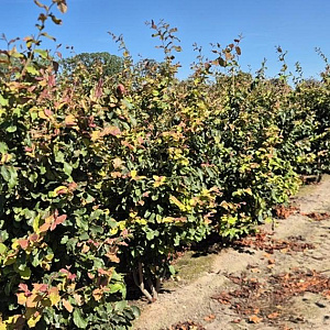 Parrotia persica 'Vanessa' 175-200 cm draadkluit
