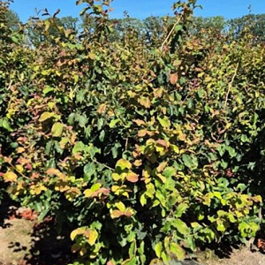 Parrotia persica 'Vanessa' 175-200 cm draadkluit