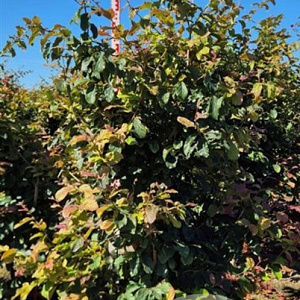 Parrotia persica 'Vanessa' 175-200 cm draadkluit