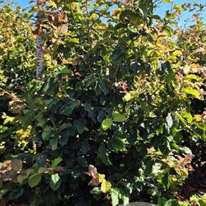 Parrotia persica 'Vanessa' 200-225 cm draadkluit