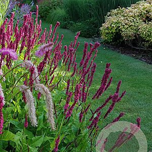 Persicaria a. 'September Spires' GM P9