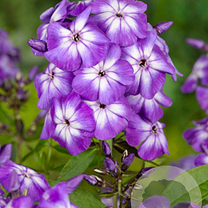 Phlox (P) 'Laura' GM P9