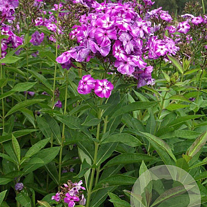 Phlox (P) 'Laura' GM P9