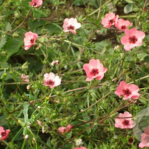 Potentilla hopwoodiana GM P9