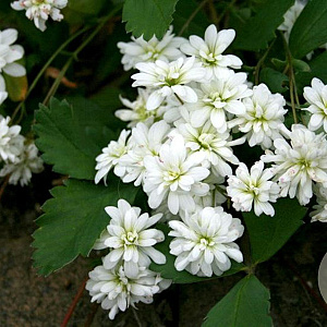 Saxifraga 'Coningsby Queen' GM P9