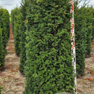 Taxus baccata 150-175 cm draadkluit extra