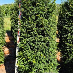 Taxus baccata 175-200 cm draadkluit extra