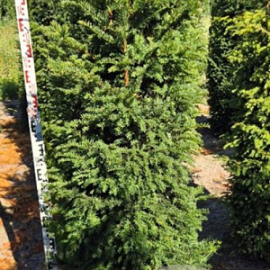 Taxus baccata 175-200 cm draadkluit extra