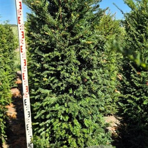 Taxus baccata 200-220 cm draadkluit extra