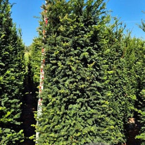 Taxus baccata 200-220 cm draadkluit extra