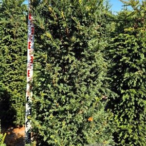 Taxus baccata 200-220 cm draadkluit extra