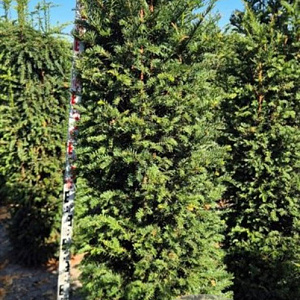 Taxus baccata 200-220 cm draadkluit extra