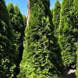 Thuja occ. 'Smaragd' 225-250 cm draadkluit extra
