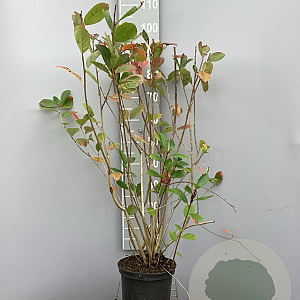 Aronia melanocarpa 80-100 cm 5,0L