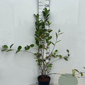Aronia melanocarpa 80-100 cm 5,0L