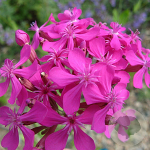 Lychnis alpina 'Rosea' GM P9