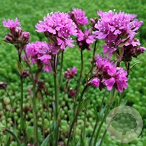 Lychnis alpina 'Rosea' GM P9