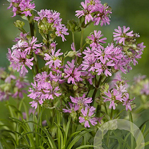 Lychnis alpina 'Rosea' GM P9
