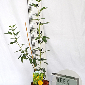 Argyrocytisus battandieri 40-60 cm 3,0L