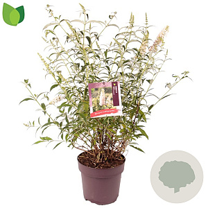 Buddleja d. 'White Profusion' 50 cm 10L
