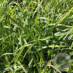 Carex fol. `Irish Green` GM P9