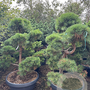 Pinus nigra 125-150 cm cont. 70L schaalvorm bonsai
