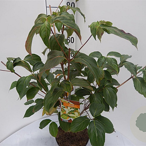 Cornus k. 'China Girl' 60-80 cm 5,0L