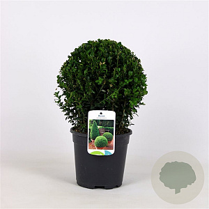 Buxus sempervirens 25 cm 3,0L bol