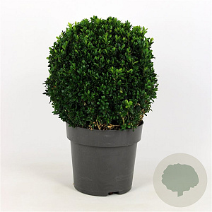 Buxus sempervirens 30 cm 3,0L bol