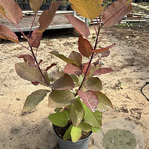 Cotinus 'Grace' GM C3