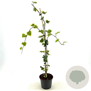 Hedera colchica 'Dentata Variegata' 60-80 cm 2,0L
