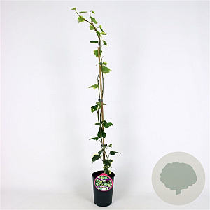 Hedera colchica 'Dentata Variegata' 80-100 cm 2,5L