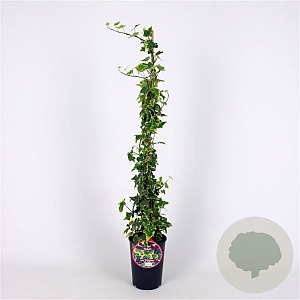 Hedera hel. 'Goldchild' 80-100 cm 2,5L